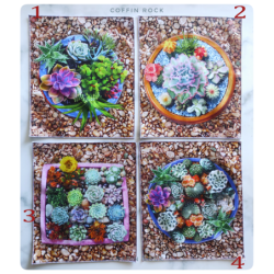 succulentes panneau : mouchoirs en coton